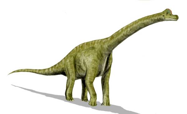 Archivo:Brachiosaurus BW.jpg